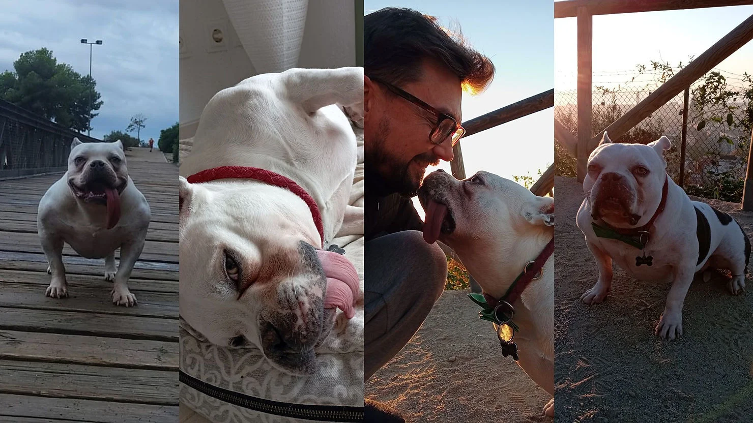 Old dogs can't learn new tricks. I beg to differ